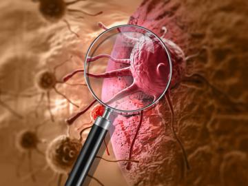 Loss of key protein unleashes cascade that culminates in rhabdoid tumor formation