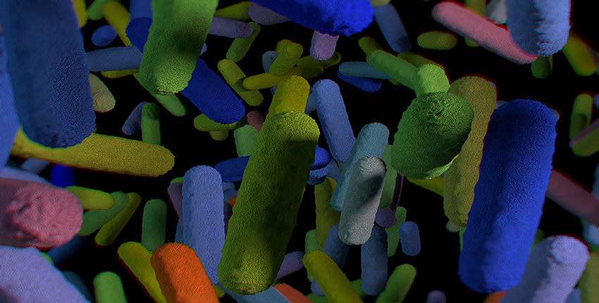 gut microbiome