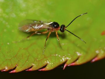 wasp on a leaf