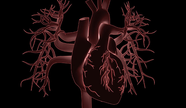 illustration of a human heart on a black background